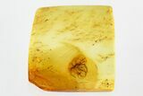 Detailed Fossil Parasitoid Wasp (Braconidae) in Baltic Amber #315319-1